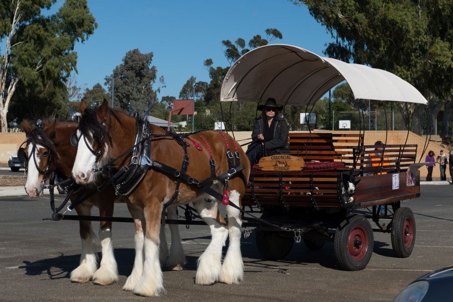 Clydesdale ride