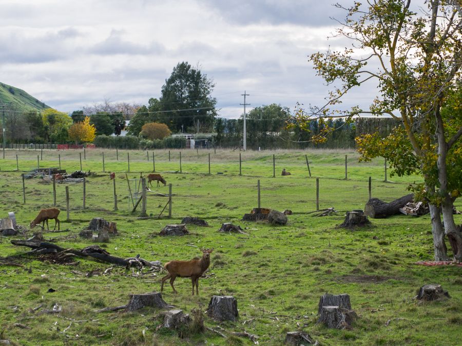 A deer farm.