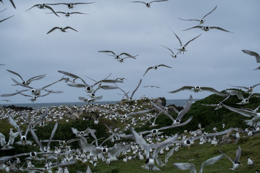 At the tern rookery