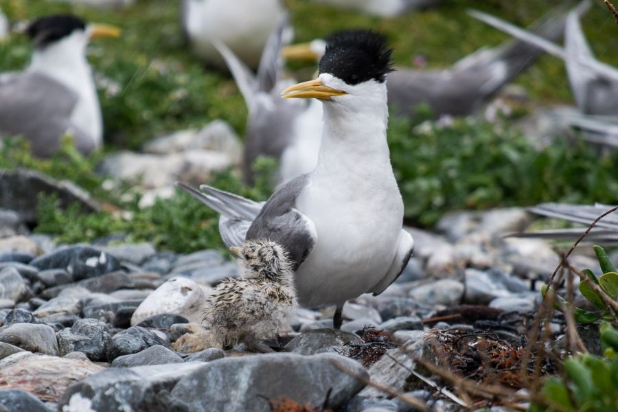Adult tern and chick