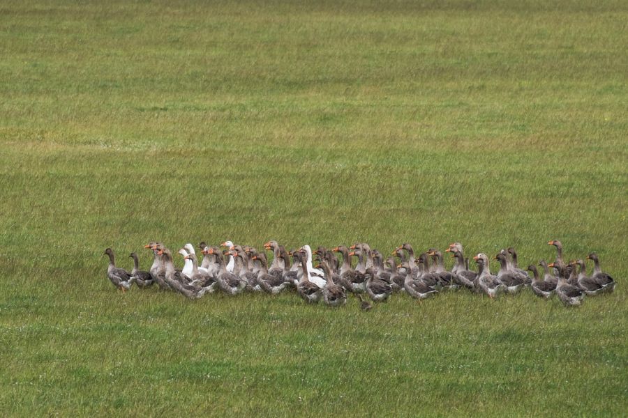 Retreating geese