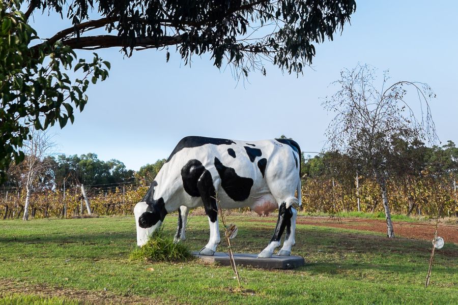 There's even a Cowtown cow next to the Bettenay's car park