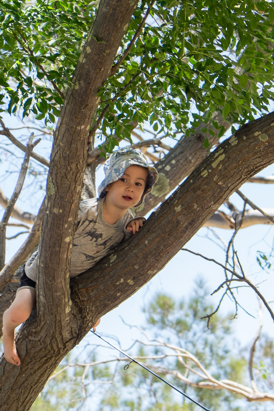 Caleb in the tree