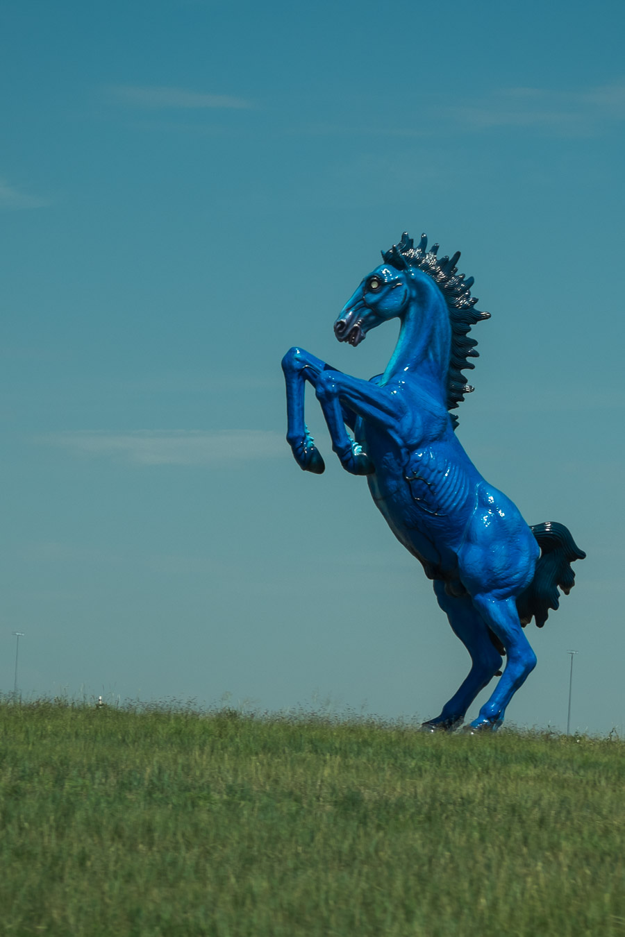 Blue Stallion