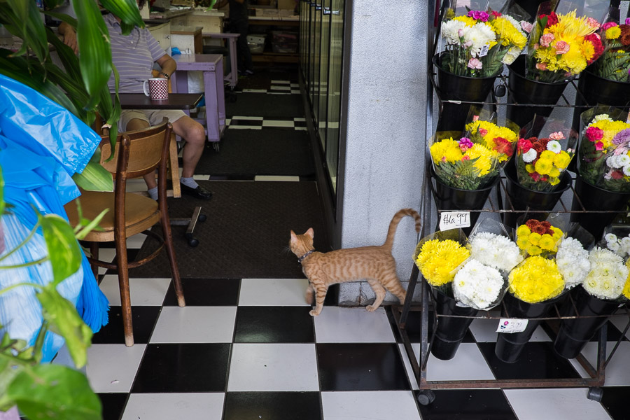 Florist cat in Chinatown