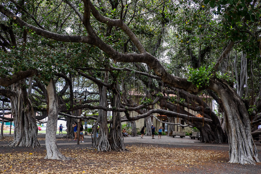 The banyan tree park opposite Local Boys is worth a visiting. 