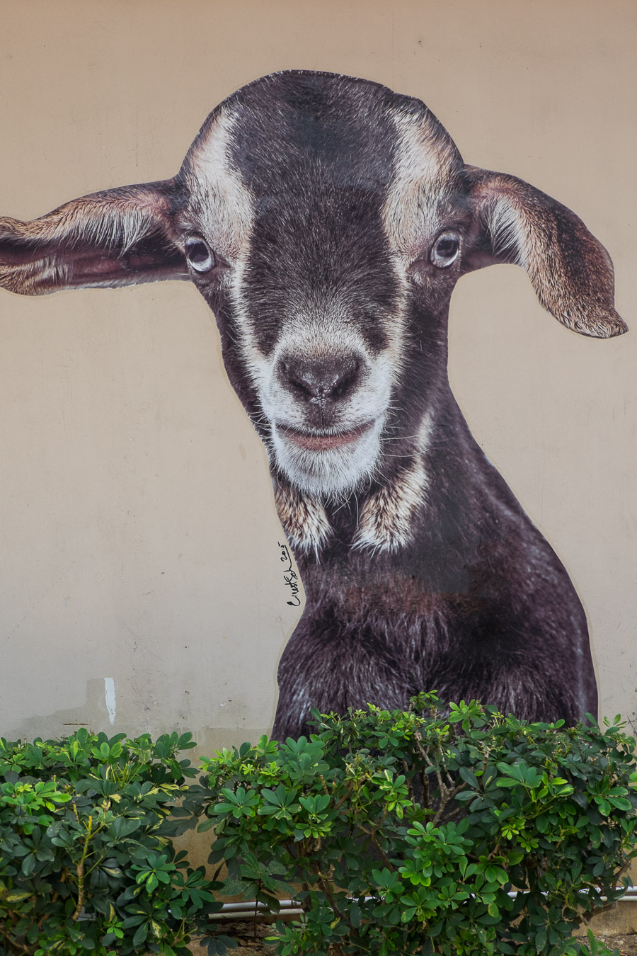Goat mural